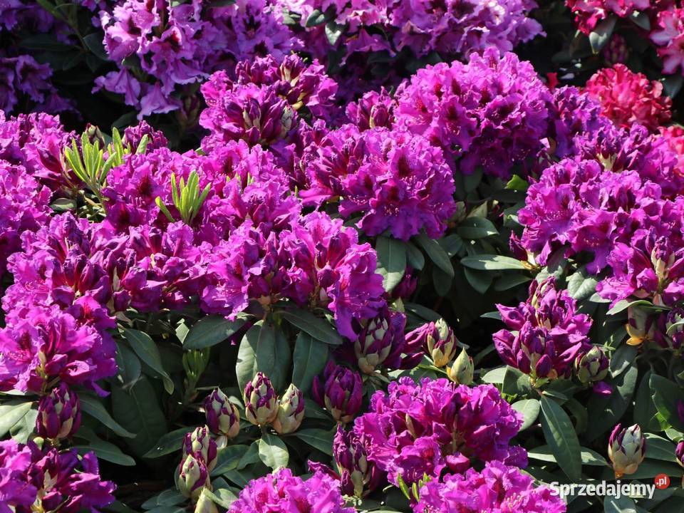 Różanecznik AzurroRhododendron Azurro C5 Grójec