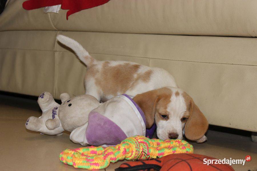 Szczeniaczek Beagle piesek Championie Polski Aleksandria