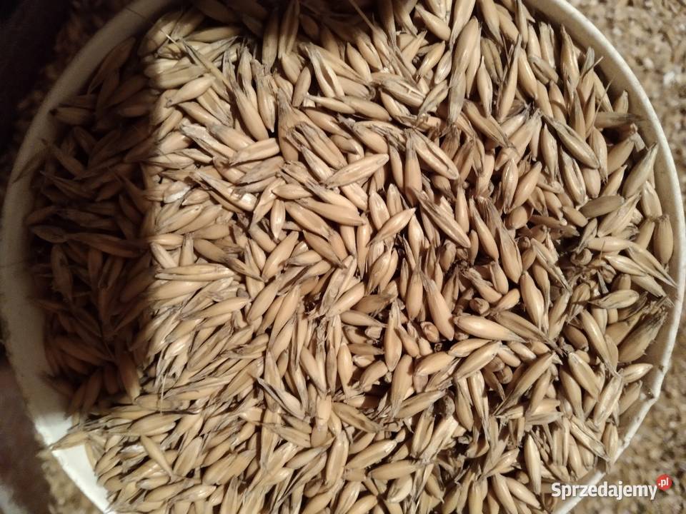 Sprzedam jęczmień jary Starachowice sprzedam