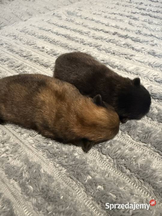 Szpic miniaturowy pomeranian Gliwice sprzedam