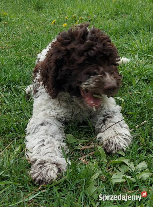 Lagotto Romagnolo
