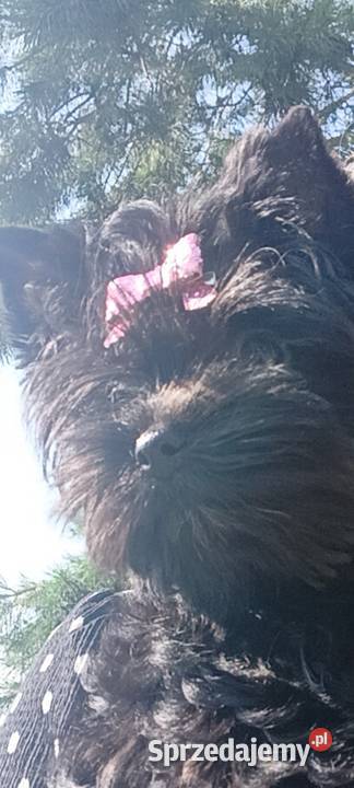 Śliczna Yorkshire Terrier Black Grzybno