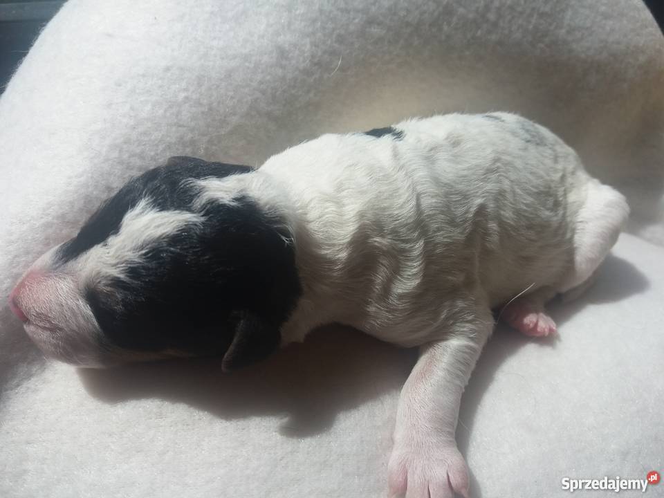 Szczenięta foksterier szorstkowłosy Rogoźno sprzedam