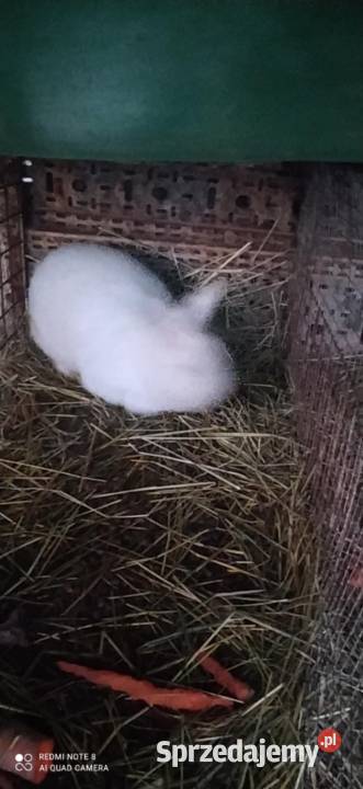 Króliki Nowozelandzkie białe