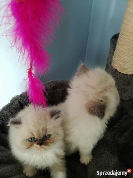 Kotki Perskie podkarpackie