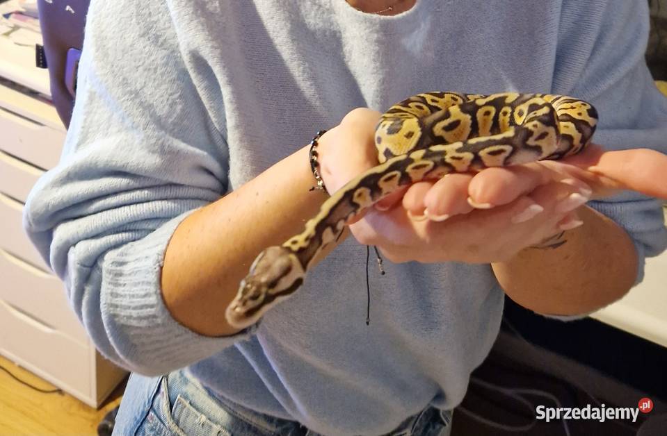 Pyton królewski Zawiercie sprzedam