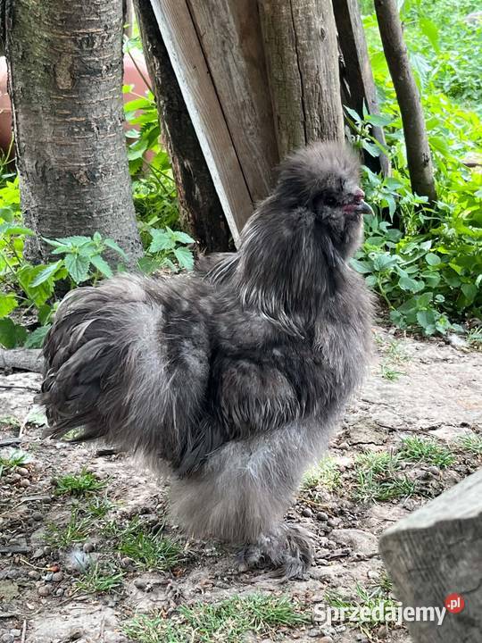 Sprzedam silki koguty