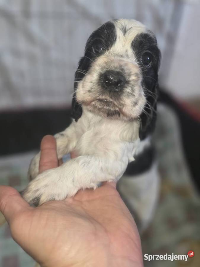 Cocker Spaniel Angielski Żelazków