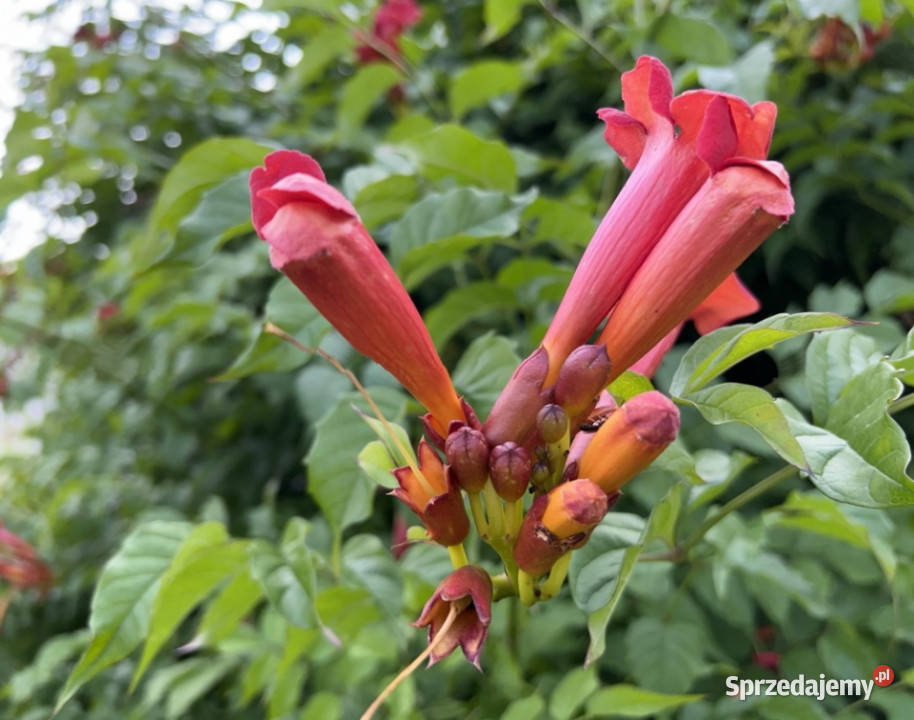 Działka rekreacyjna ROD 300zł/m2 Sprzedaż Ząbki