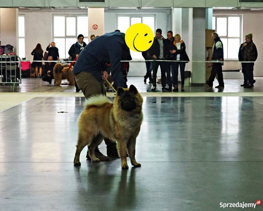Eurasier FCI 291 sprzedam szczeniaka 9 Szczecin