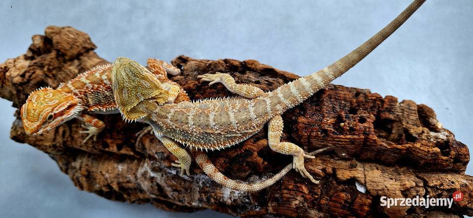 Agama brodata samiczka Wołomin