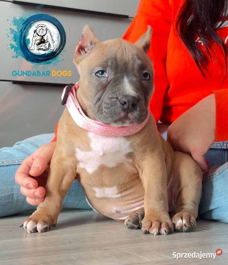 American Bully ABKC Gundabar Dogs suczka Koło