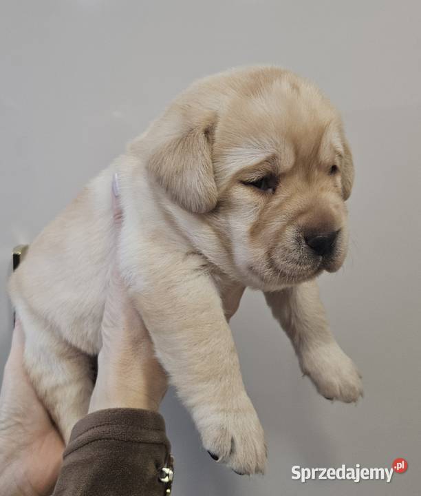 Labrador retriever Zkwp FCI śląskie Lgota Mała