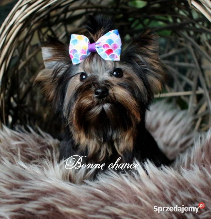 Yorkshire terrier sunia podlaskie Suwałki sprzedam