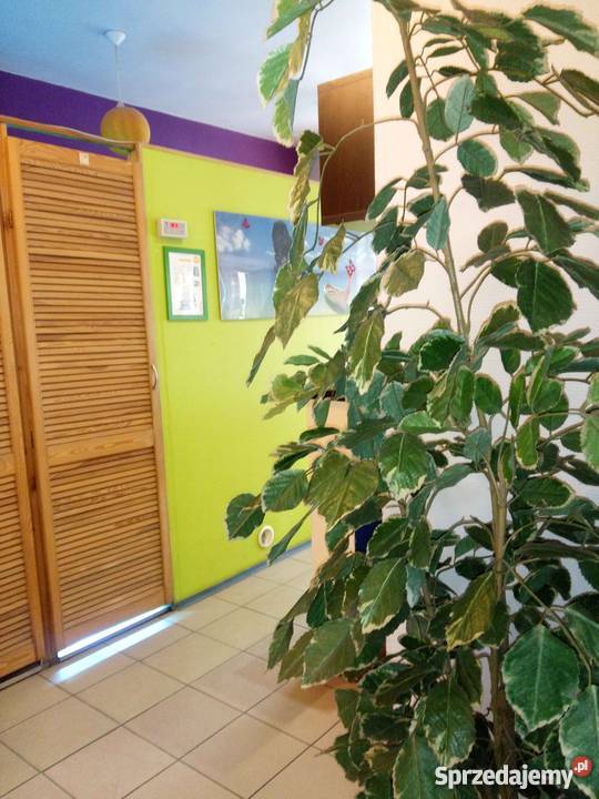 Odstąpie Salon Urody Fryzjer Kosmetyka Solarium Biznes i Przemysł dolnośląskie Wrocław