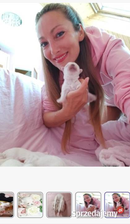 Maltańczyk szczeniaczki z rodowodem