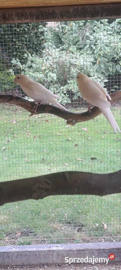 Modrolotki Hrubieszów