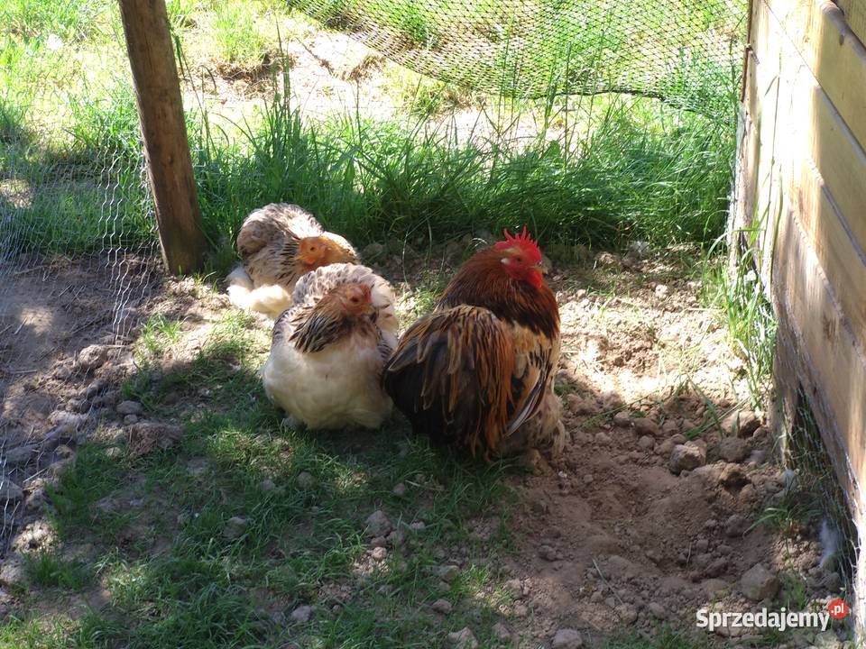 Jaja lęgowe karzełek łapciaty kochin karzełek Drób i ptactwo Krzemienica