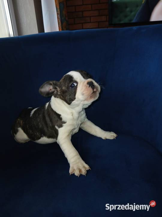 Buldog francuski piesek Przeczów sprzedam