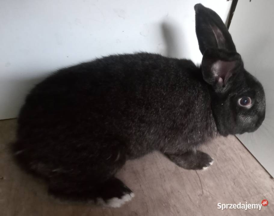 Sprzedam młodego samca