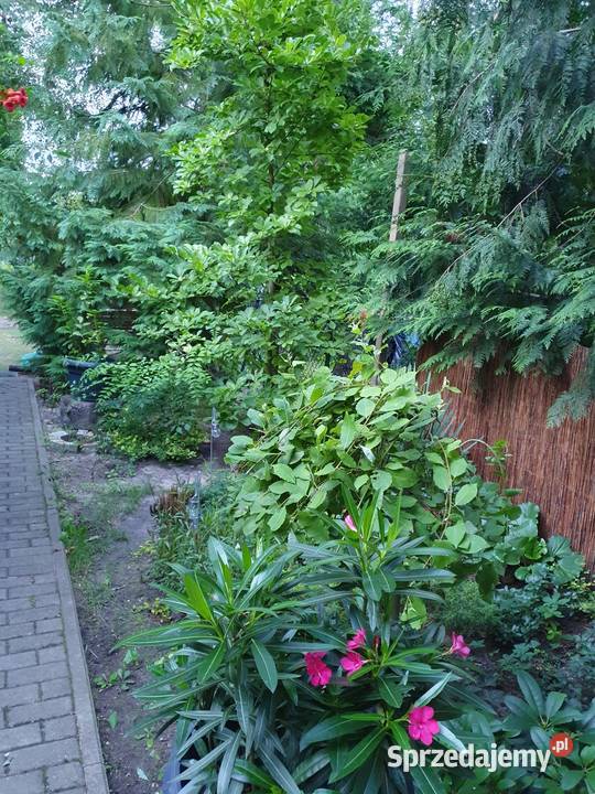 Sprzedam dom bez pośredników PUSZCZYKOWO