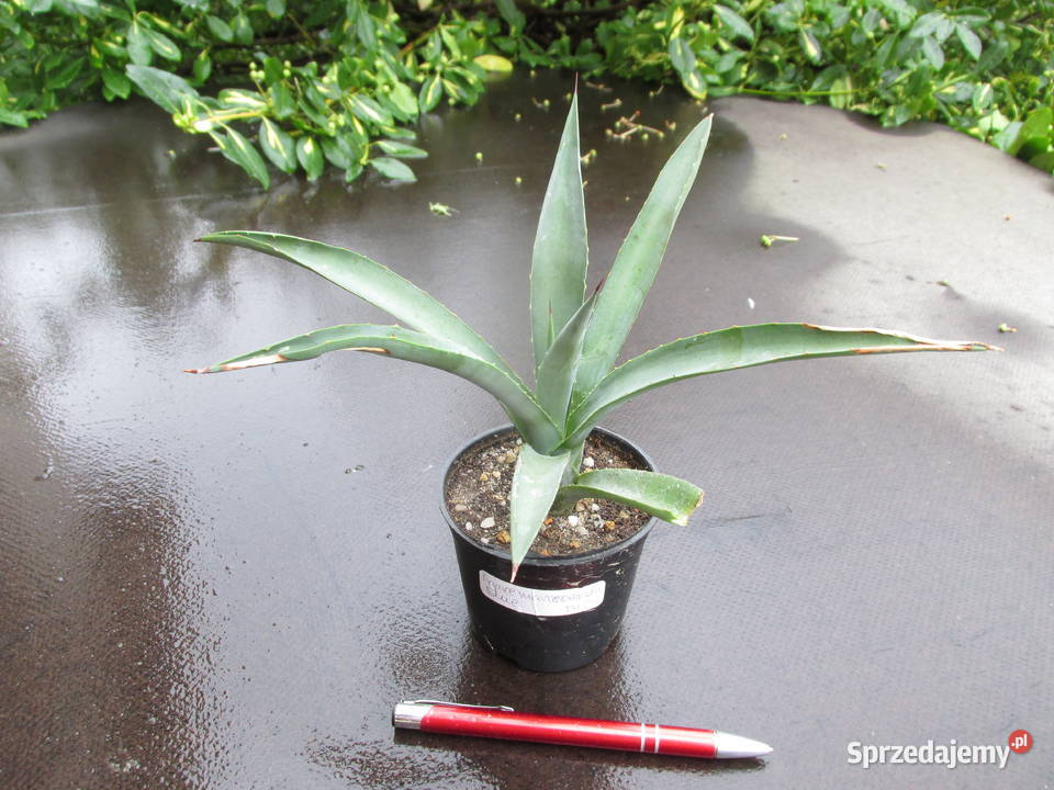 Agave macroacantha Blue agawa kolekcjonerska Kraków