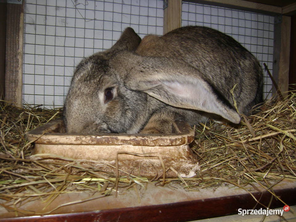 Króliki Moszczenica