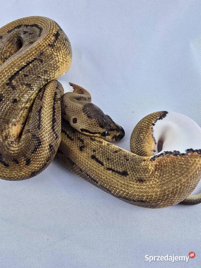 Wąż pyton królewski python regius samica Wrocław sprzedam