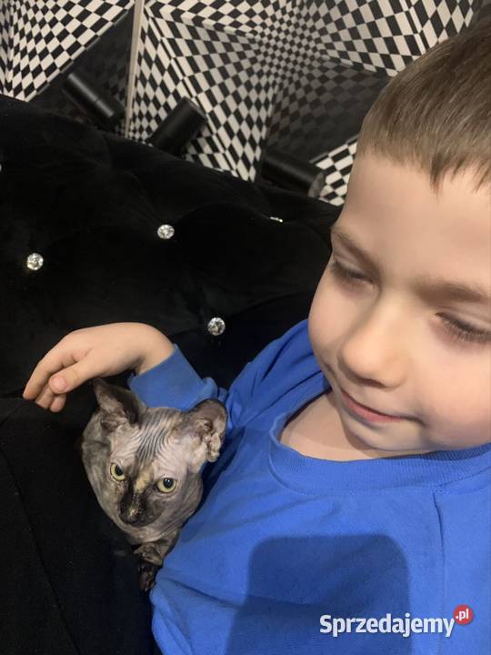 Sfinks Kanadyjski Diablica do odbioru tygryska Leszno sprzedam