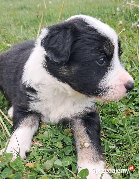 Border Collie piesek BERNIE z hodowli NEGRESSE Porąbka Uszewska
