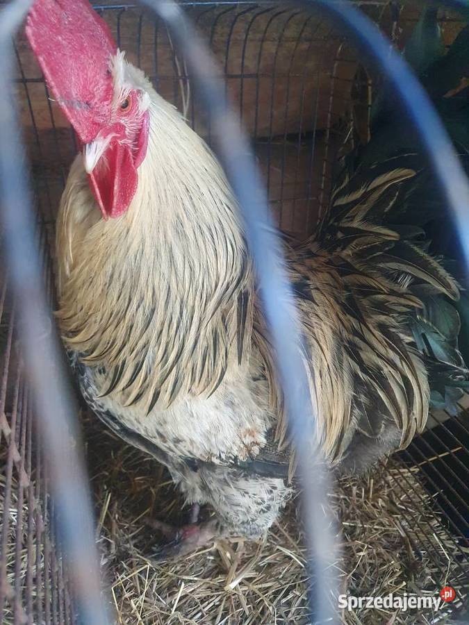 Koguty sprzedaż zamiana