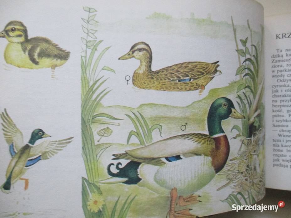 Nasze ptaki ETuryn ptaki ptactwo fauna przyroda Łódź
