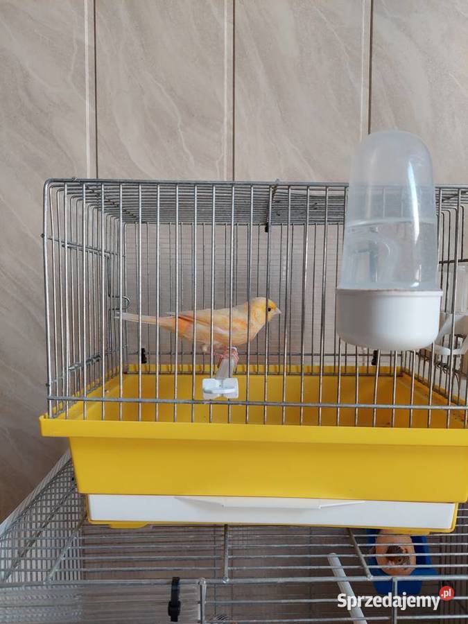 Kanarek samiec śpiewak Katowice