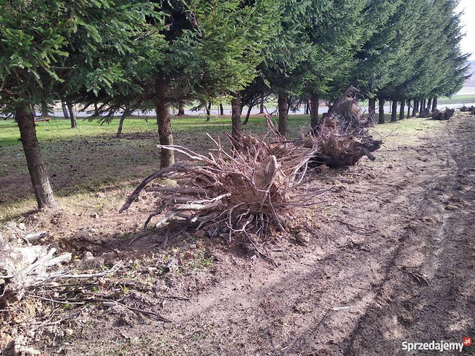 Korzenie jabłoń Kombornia