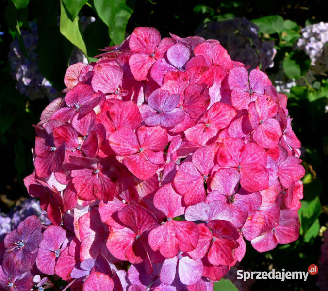 HORTENSJA PIŁKOWANA PRESIOZA sadzonki w Ustronie