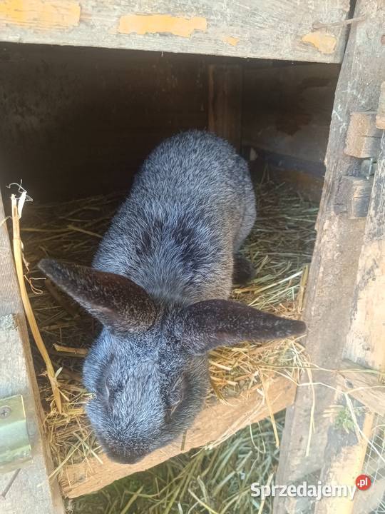 królik silver fox Lublin