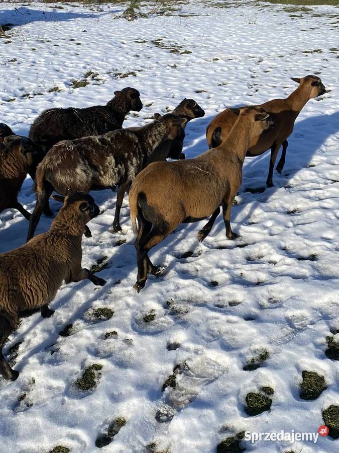 Sprzedam owce kameruńskie jagniętadorosłe Strzelce Wielkie