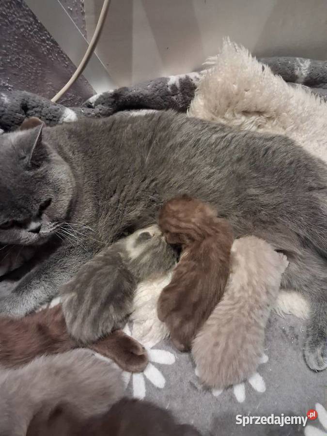 Kotki brytyjskie krótko wlose Brytyjski Miasteczko Śląskie