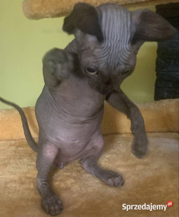 Sfinks Kanadyjski Do odbioru kocurek Rodowód Leszno