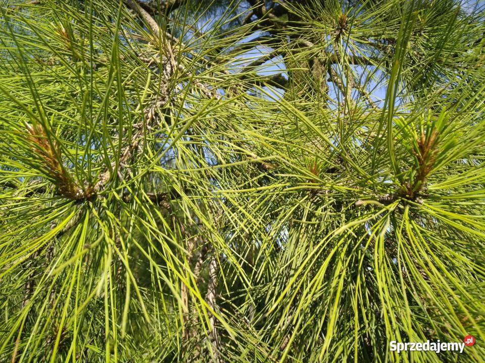 Drzewo Sosna żółta 45m w donicy 550L Skierniewice