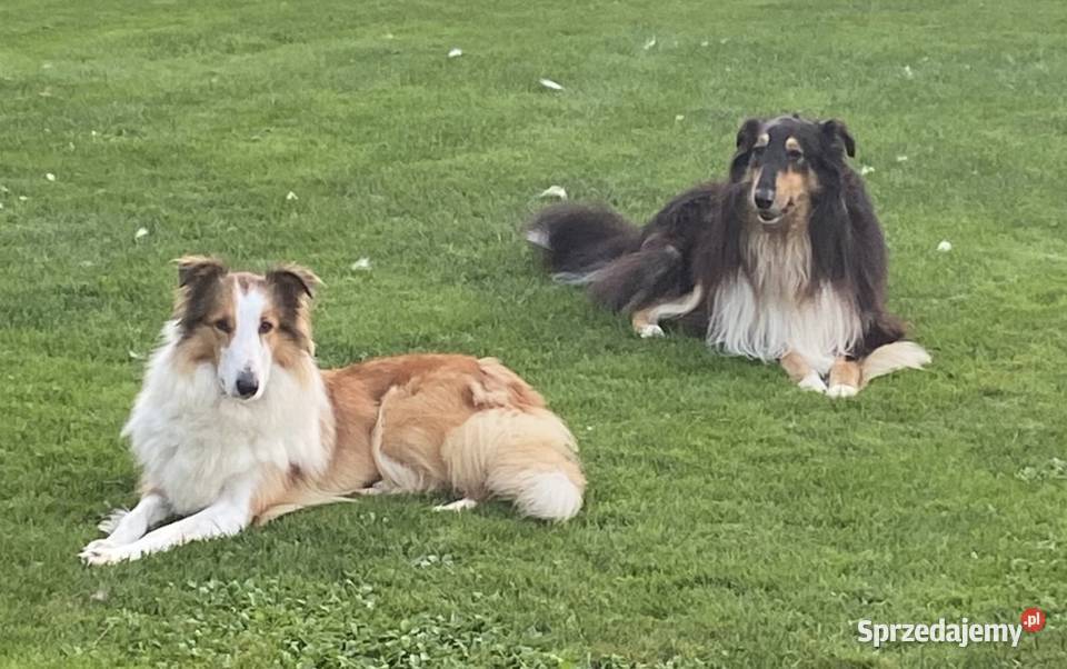 owczarek szkocki collie Opole