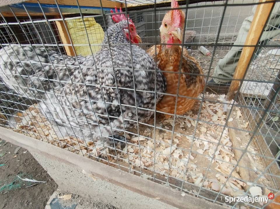 Kochiny miniaturki koguciki Ptaki kujawsko-pomorskie Szubin