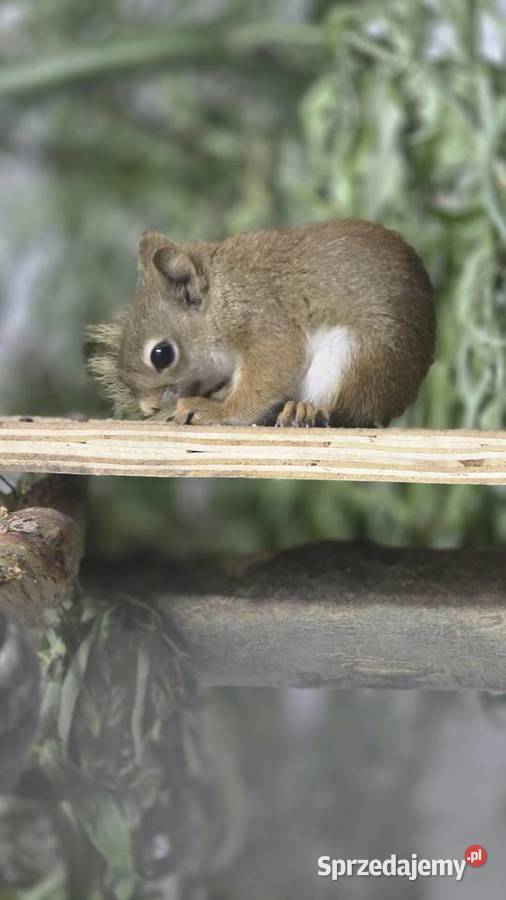 Wiewiórka HUDSONA samiec 2025r Sierakówko