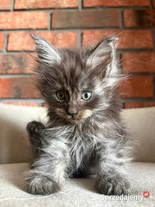 Maine Coon Olaf Szembruk