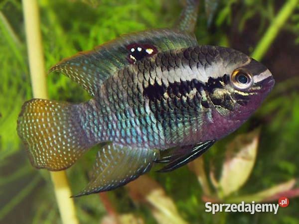 Akara wiśniowa Akarka Korumba Laetacara Gdańsk