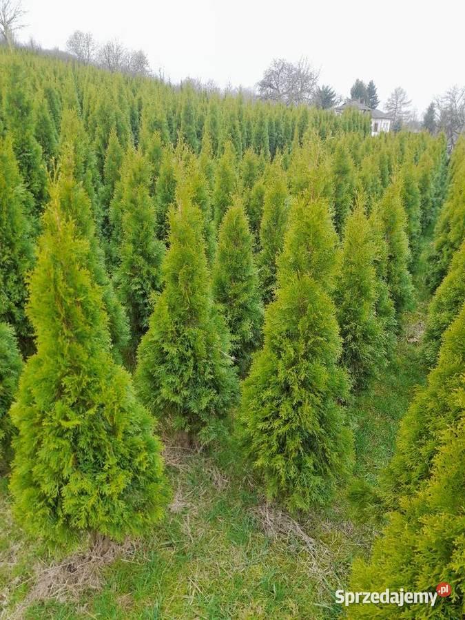 tuja szmaragd 100 120 150 160 180 200 250 Rembertów