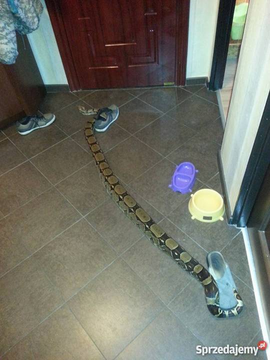 Boa dusiciel samica ogromna Pozostałe Zielona Góra sprzedam