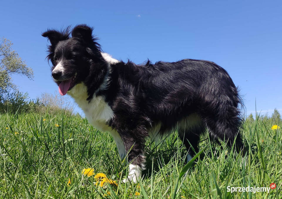 Border Collie przebadani sprawdzeni rodzice Iwonicz