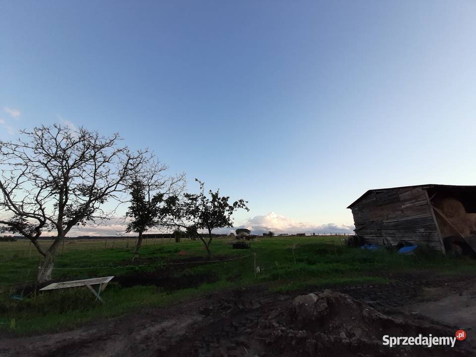 Sprzedam dom z działką 1ha Sprzedaż Krępa Kaszubska
