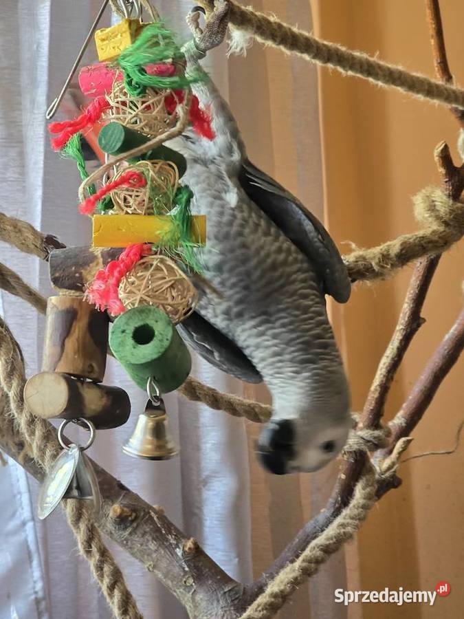 Papuga Żako 9 miesiecy Samczyk